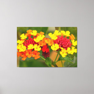 Lienzo WILD LANTANA 32x48