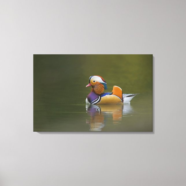 Lienzo Wild Mandarin Duck Aix galericulata) sobre la oscu (Anverso)