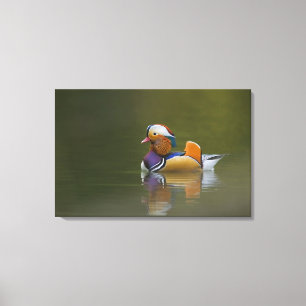 Lienzo Wild Mandarin Duck Aix galericulata) sobre la oscu