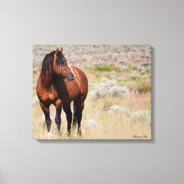 Lienzo Wild Mustang Stallion americano (Anverso)
