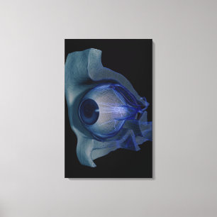 Lienzo wireframe 3d de los músculos de ojo en un zócalo