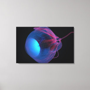 Lienzo Wireframe de los músculos del ojo