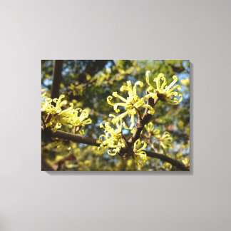 Lienzo Witch Hazel Flowers