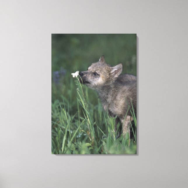 Lienzo Wolf Puppy Sniffing Mountain Wildflower (Anverso)