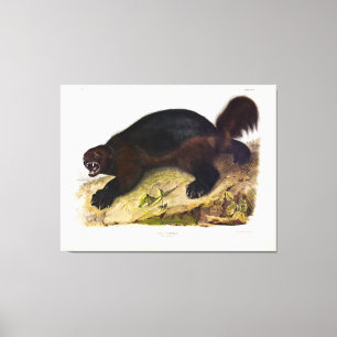 Lienzo Wolverine o Wolverene (Gulo gulo) de Audubon