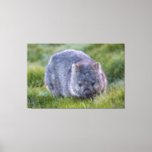 Wombat Animal Vida Silvestre Tasmania Australia Ve