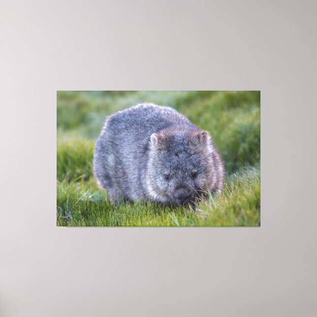 Lienzo Wombat Animal Vida Silvestre Tasmania Australia Ve (Anverso)
