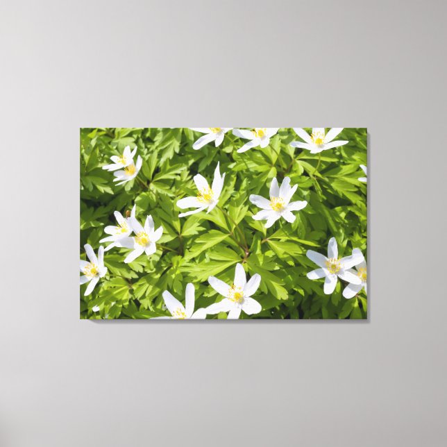 Lienzo Wood Anemone (Anverso)