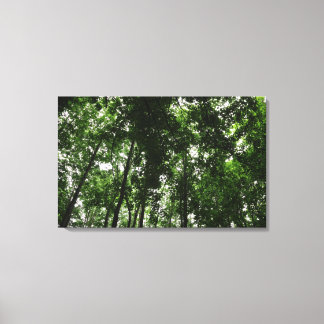 Lienzo Woodland Canopy 01
