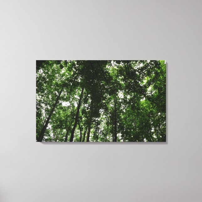 Lienzo Woodland Canopy 01 (Anverso)