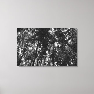 Lienzo Woodland Canopy 01 BW