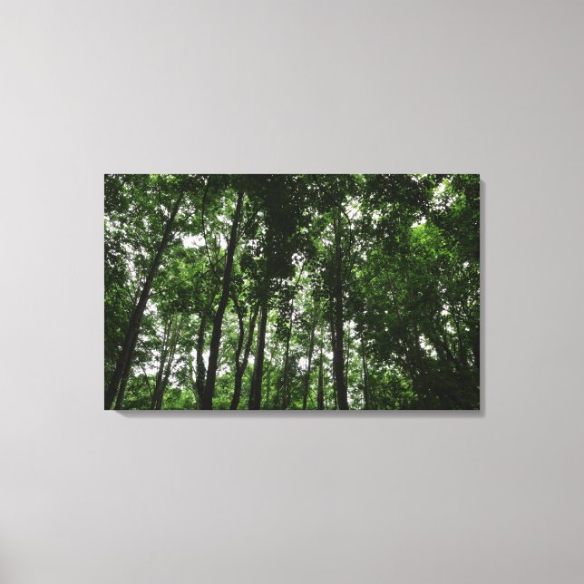 Lienzo Woodland Canopy 02 (Anverso)