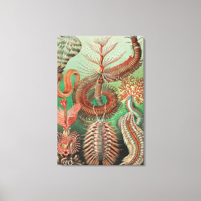 Lienzo Worms, Annelids Chaetopoda por Ernst Haeckel (Anverso)