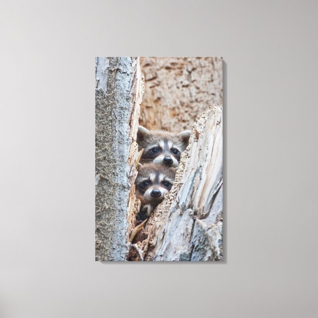 Lienzo Wyoming, Condado de Lincoln, Raccoon (Anverso)