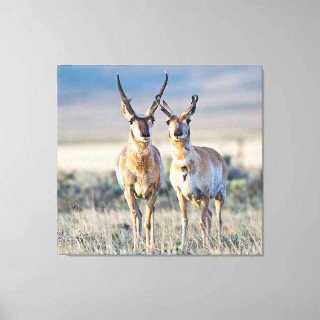 Lienzo Wyoming, Condado de Sublette, dólares Pronghorn (Anverso)
