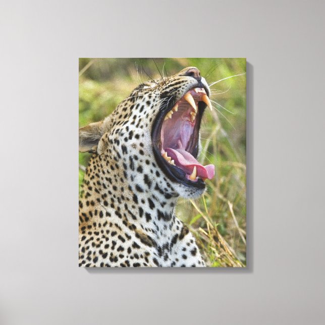 Lienzo Yawning Leopard, Parque Nacional Greater Kruger, 2 (Anverso)