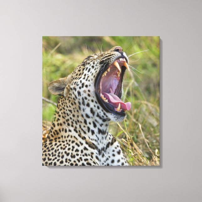 Lienzo Yawning Leopard, Parque Nacional Greater Kruger, 2 (Anverso)