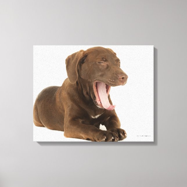 Lienzo Yawning, un laboratorio de chocolate de cuatro mes (Anverso)