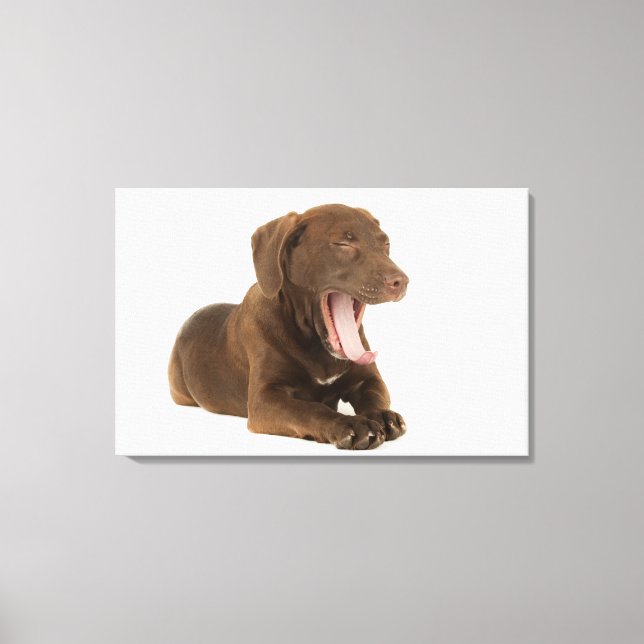 Lienzo Yawning, un laboratorio de chocolate de cuatro mes (Anverso)