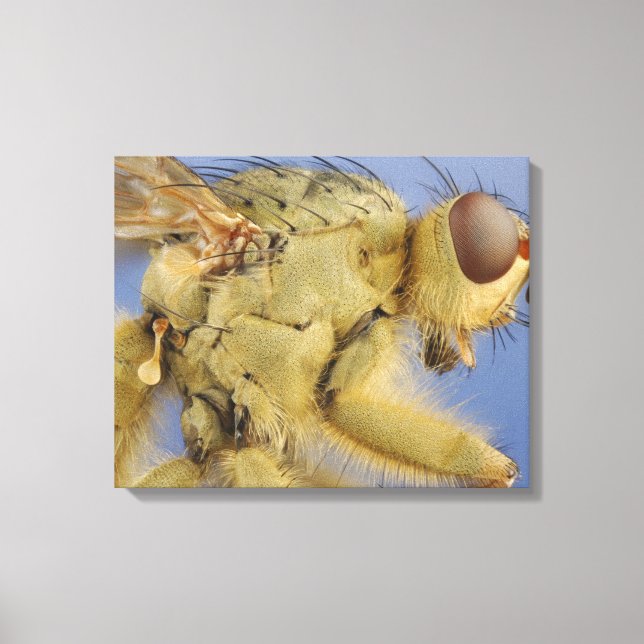 Lienzo Yellow Dung Fly (Anverso)