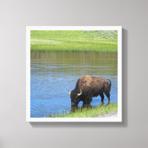 Lienzo Yellowstone American Bison in Pond