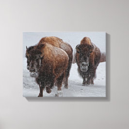 Lienzo Yellowstone Bison