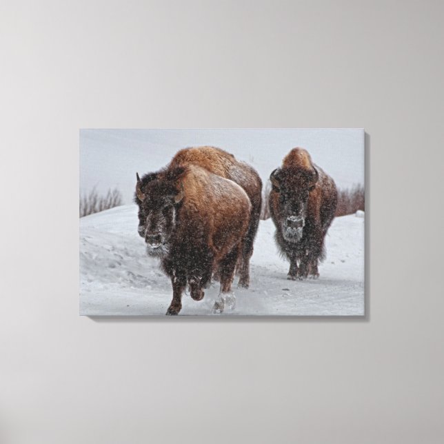 Lienzo Yellowstone Bison (Anverso)