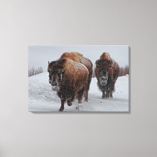 Lienzo Yellowstone Bison