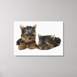 Lienzo Yorkshire Terrier