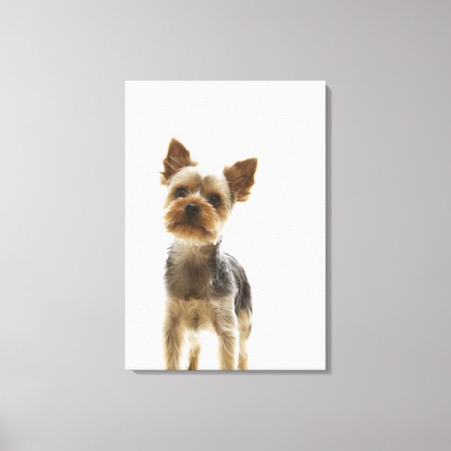 Lienzo Yorkshire Terrier 2 (Anverso)