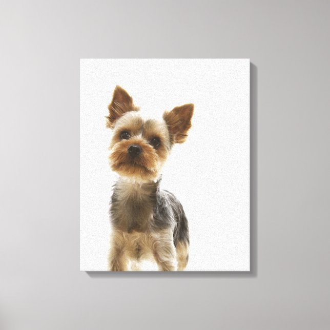 Lienzo Yorkshire Terrier 2 (Anverso)