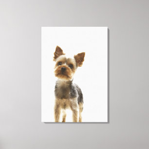Lienzo Yorkshire Terrier 2