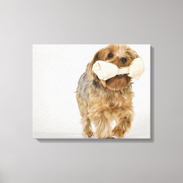 Lienzo Yorkshire Terrier en el fondo blanco caminando (Anverso)