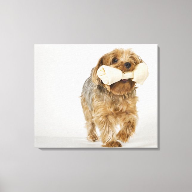 Lienzo Yorkshire Terrier en el fondo blanco caminando (Anverso)