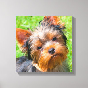 Lienzo Yorkshire Terrier mirando hacia arriba