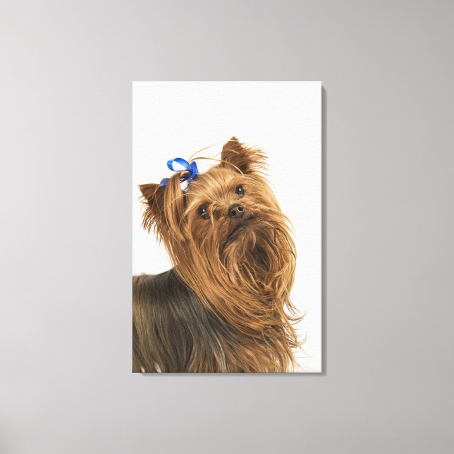 Lienzo Yorkshire Terrier / Yorkie. Animada raza de (Anverso)