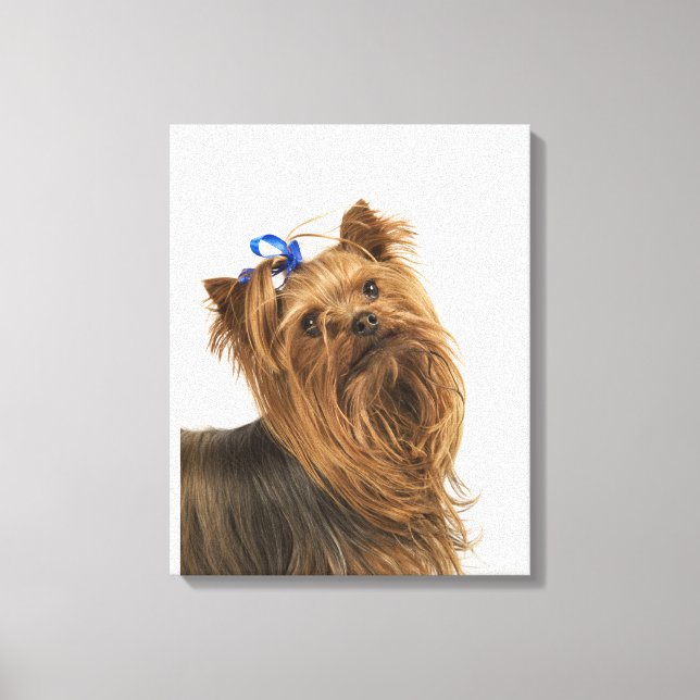 Lienzo Yorkshire Terrier / Yorkie. Animada raza de (Anverso)