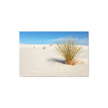 Yucca en White Sands