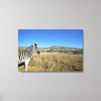 Zebra en llanura abierta, Parque Nacional Pilansbe