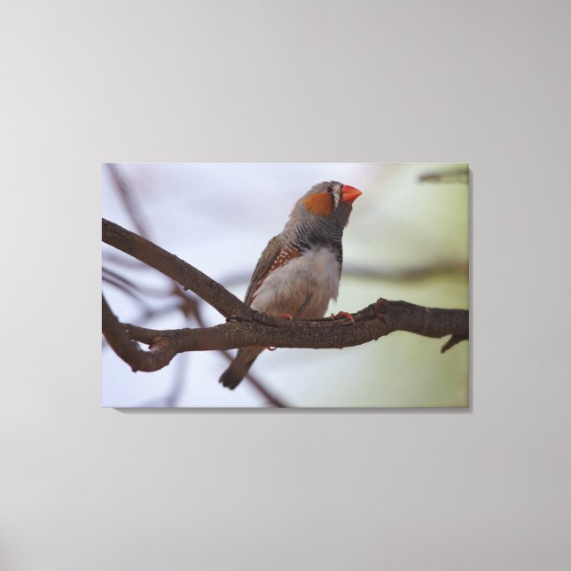 Lienzo Zebra-finch (Anverso)