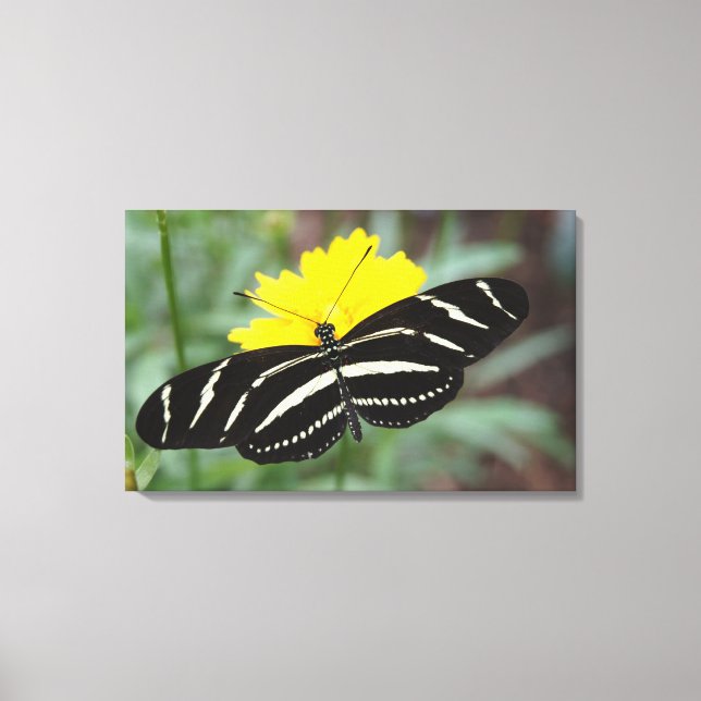 Lienzo Zebra Flutterby (Anverso)