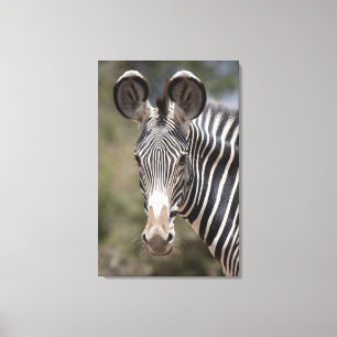Lienzo Zebra, Kenya, África