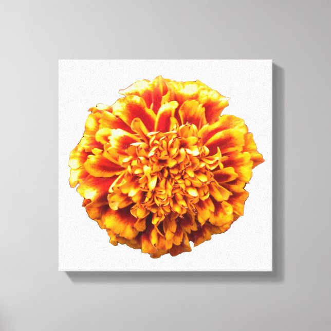 Lienzo Zinnia (Anverso)