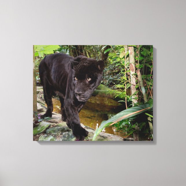 Lienzo Zoológico de la ciudad de Belice. Pantera negra (Anverso)