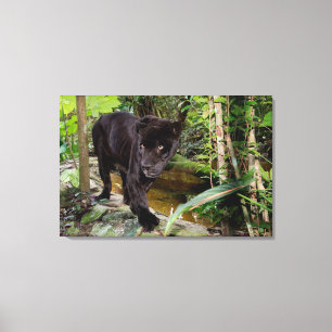 Lienzo Zoológico de la ciudad de Belice. Pantera negra