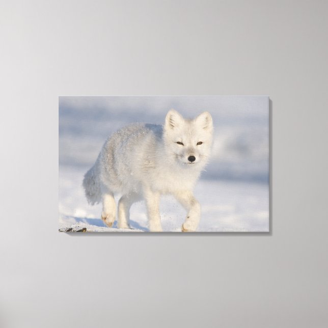 Lienzo Zorro Ártico, Alaska (Anverso)