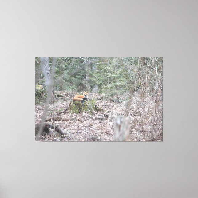 Lienzo Zorro de Lounging (Anverso)