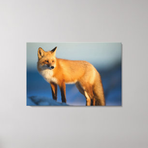 Lienzo Zorro marrón