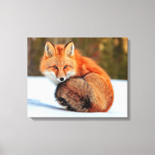 Lienzo Zorro Rojo En Nieve Yukon