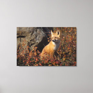 Lienzo zorro rojo, Vulpes vulpes